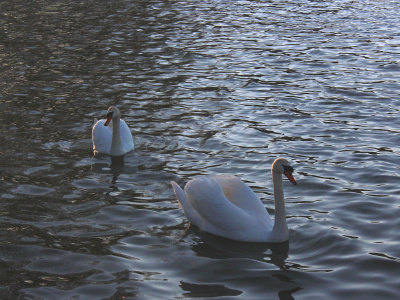 Na Trnavské rybníky zavítali labute. l Zdroj: Karin Talajková