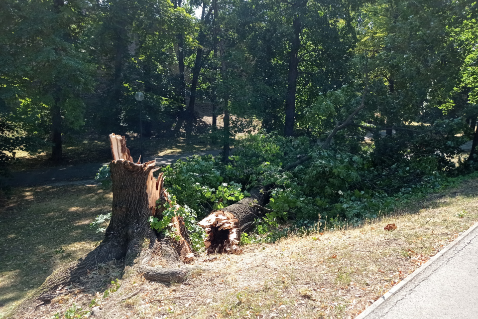 Zlomený strom po vetre | Foto: Redakcia