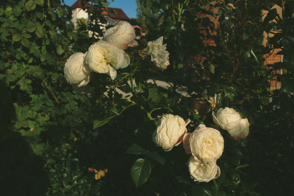 Októbrové ruže | Zdroj: KT