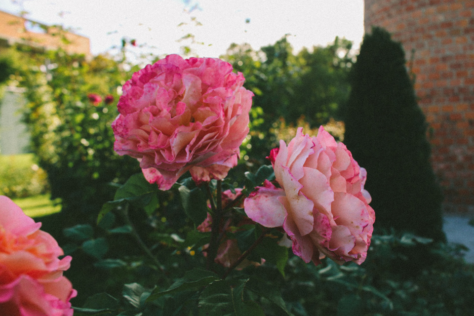 Niektoré ruže stále kvitnú | Zdroj: KT