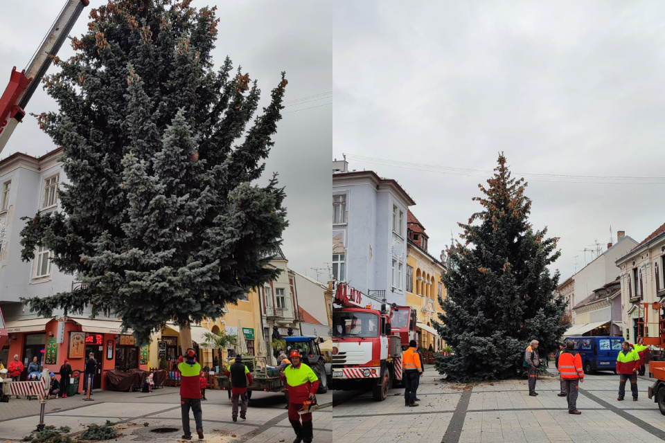 Vianočný stromček priviezli z neďalekej Hviezdoslavovej ulice | Zdroj: Služby mesta Piešťany - Stredisko verejnej zelene