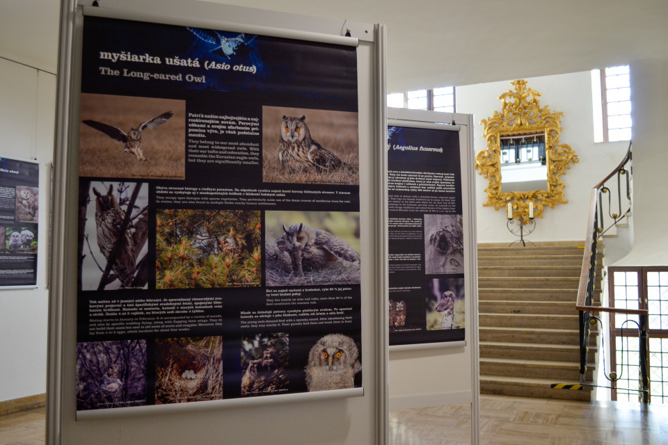 Výstavu o sovách otvorilo múzeum vo štvrtok (12. 1. 2023). | Zdroj: red.