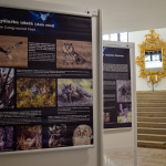 Výstavu o sovách otvorilo múzeum vo štvrtok (12. 1. 2023). | Zdroj: red.