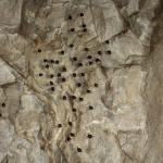 Počas sčítania našli i kolóniu netopierov | Zdroj: Alexander Lačný