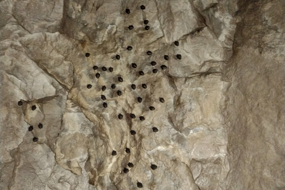 Počas sčítania našli i kolóniu netopierov | Zdroj: Alexander Lačný