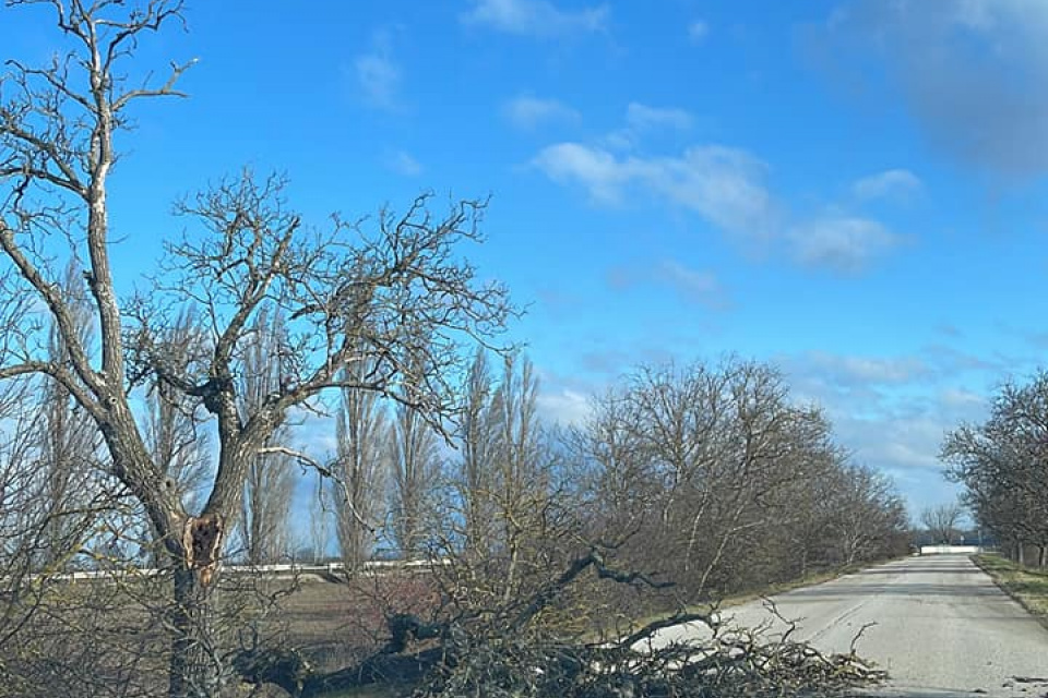 Spadnutý strom na ceste zo Sládkovičova. | Zdroj: Fb Sládkovičovo