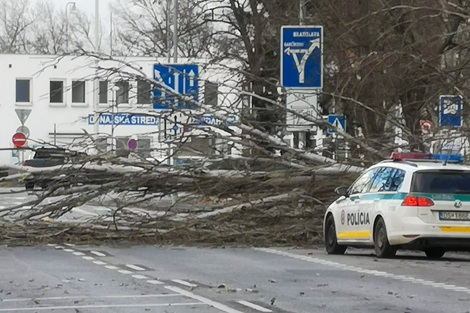 Spadnutý strom v Dunajskej Strede. | Zdroj: Fb, Komunita DS