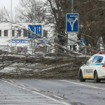 Spadnutý strom v Dunajskej Strede. | Zdroj: Fb, Komunita DS