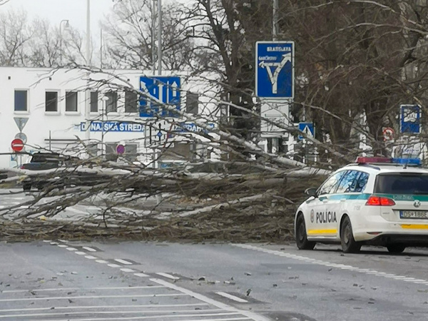 Spadnutý strom v Dunajskej Strede. | Zdroj: Fb, Komunita DS