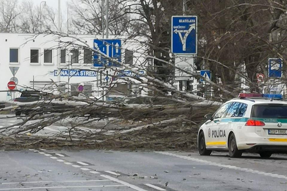 V Dunajskej Strede spadol strom priamo pri autobusovej stanici. | Zdroj: Fb Komunita DS