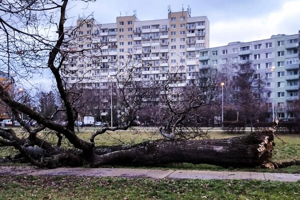 V Trnave si to odniesli aj stromy v širšom centre. Tento spadol na kalvárii. | Zdroj: Fb / red.