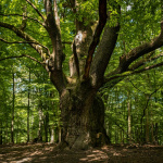 Majestátny Dračí dub z Lozorna | Zdroj: Obec Lozorno