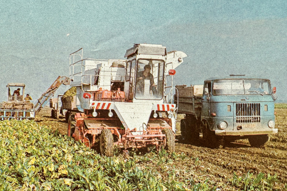 Zber cukrovej repy v Trebaticiach. | Zdroj: Dagmar Veliká a kol., 1983