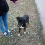Psovi hľadajú nový domov. | Zdroj: Mesto Hlohovec