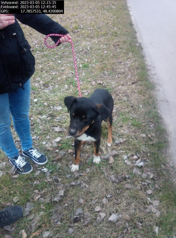 Psovi hľadajú nový domov. | Zdroj: Mesto Hlohovec