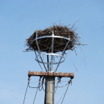 Hniezda vrátili späť na vrchol stĺpov | Zdroj: CHKO Záhorie