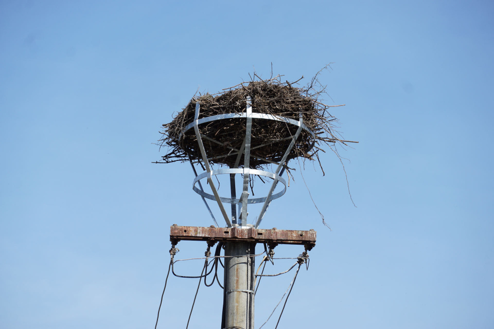 Hniezda vrátili späť na vrchol stĺpov | Zdroj: CHKO Záhorie