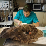 Vtáka zachránil rýchly zásah veterinára | Zdroj: Záchranná stanica