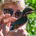 Počas ornitologickej prehliadky máme možnosť okrúžkovať vtáčika a vypustiť ho do prírody | Zdroj: Rezort Piešťany 