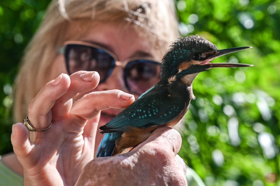 Počas ornitologickej prehliadky máme možnosť okrúžkovať vtáčika a vypustiť ho do prírody | Zdroj: Rezort Piešťany 