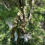 Lavičky okolo kaštieľa do ktorých sa vrastajú stromy | Foto: KT