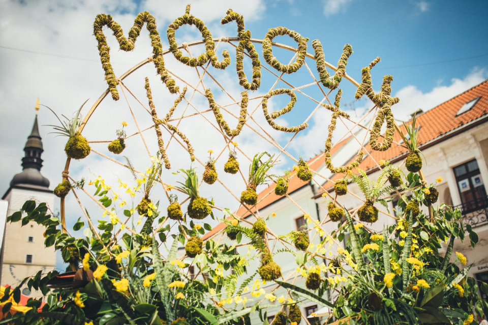 Májový kvet v Trnave v roku 2019. | Foto: Marek Martinek (Zaži v Trnave)