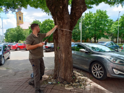 V centre Serede odborne ošetrili stromy | Zdroj: Seredské novinky