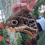 Nájdeme tu rôzne druhy | Zdroj: Motýlia záhrada