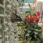 Okrem motýľov môžeme obdivovať aj rastliny | Zdroj: Motýlia záhrada