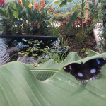 V záhrade je i jazierko | Zdroj: Motýlia záhrada