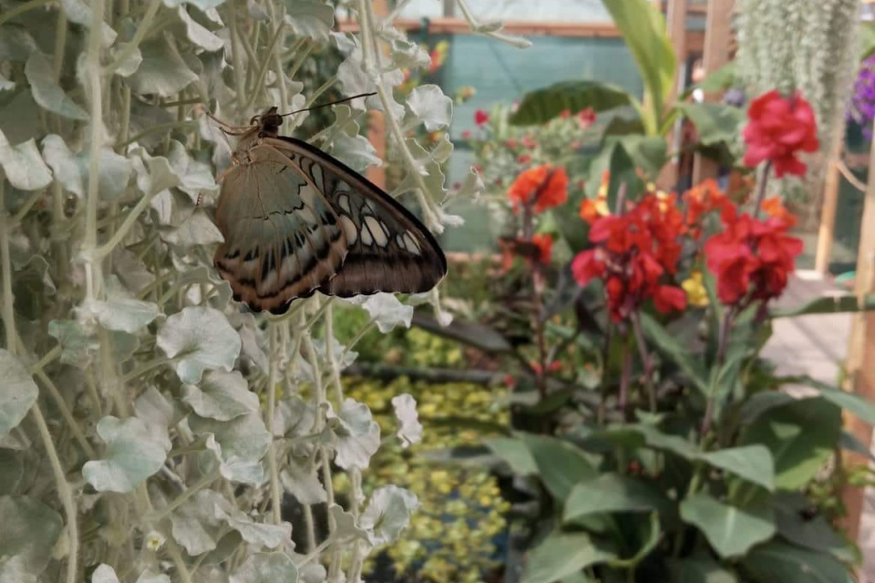 Okrem motýľov môžeme obdivovať aj rastliny | Zdroj: Motýlia záhrada
