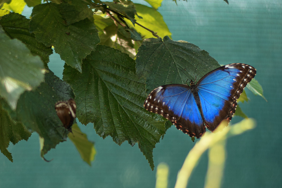 Jeden z najznámejších modrých druhov | Zdroj: Motýlia záhrada