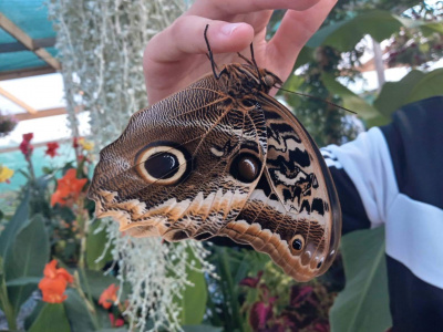 Nájdeme tu rôzne druhy | Zdroj: Motýlia záhrada