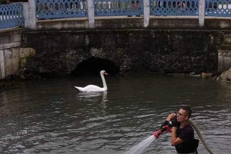 Obyvateľka jazera sa poriadkovou čatou nenechala vyrušiť. | Foto: DHZ Dobrá Voda, fb