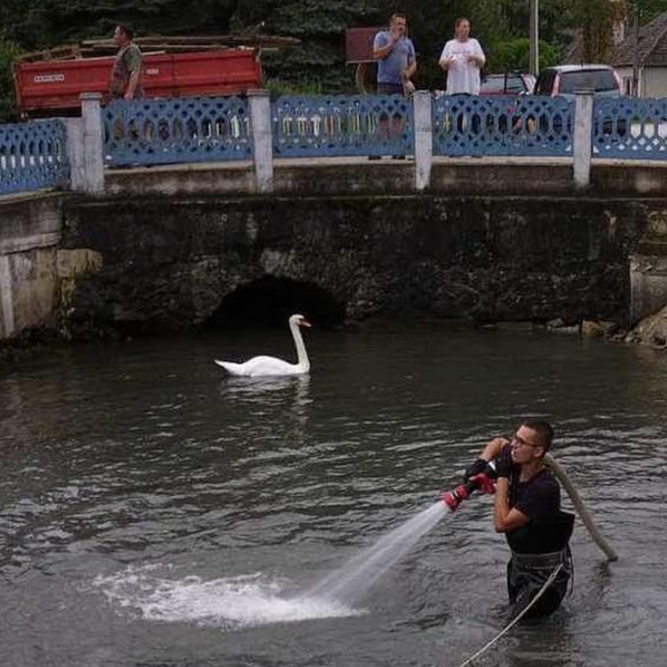 Obyvateľka jazera sa poriadkovou čatou nenechala vyrušiť. | Foto: DHZ Dobrá Voda, fb