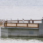 Vodná nádrž Kráľová má unikát | Zdroj: SOS/BirdLife Slovensko