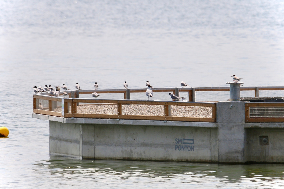 Vodná nádrž Kráľová má unikát | Zdroj: SOS/BirdLife Slovensko