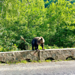 Fotografia ako dôkaz. V Rumunsku dvojica stretla medveďa | Zdroj: archív Jara a Maroša