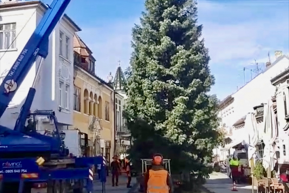 Vianočný stromček už v Piešťanoch postavili. Opäť na tradičnom mieste. | Zdroj: Mesto Piešťany