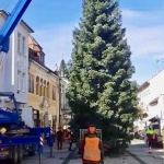 Vianočný stromček už v Piešťanoch postavili. Opäť na tradičnom mieste. | Zdroj: Mesto Piešťany