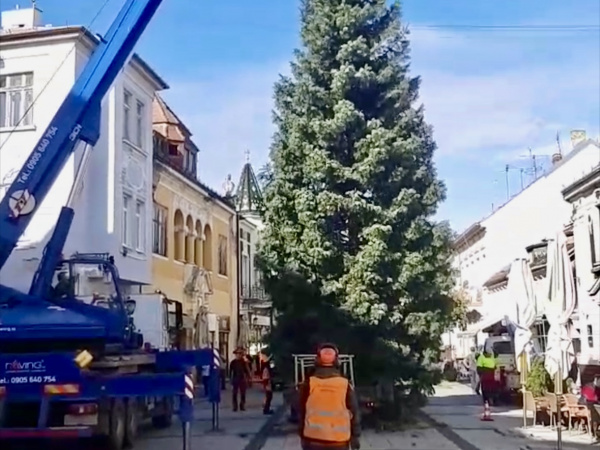 Vianočný stromček už v Piešťanoch postavili. Opäť na tradičnom mieste. | Zdroj: Mesto Piešťany