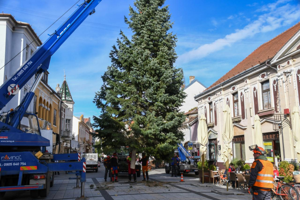 Vianočný stromček už stojí na Winterovej ulici | Zdroj: Mesto Piešťany