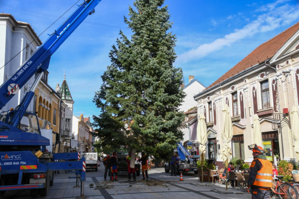 Vianočný stromček už stojí na Winterovej ulici | Zdroj: Mesto Piešťany