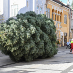 Stromček v Piešťanoch priviezli do centra cez týždeň | Zdroj: Mesto Piešťany