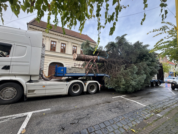 Stromček už je na Štefánikovej ulici | Foto: Zuzana Benková, Trnavské rádio