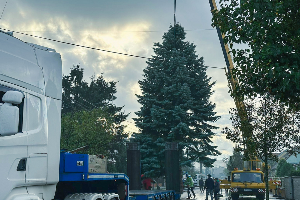 Trnavské Trojičné námestie bude zdobiť jedľa strieborná. Previezli ju dnes (14. novembra 2023) z Kopánky. | Foto: Kamila Pánisová 