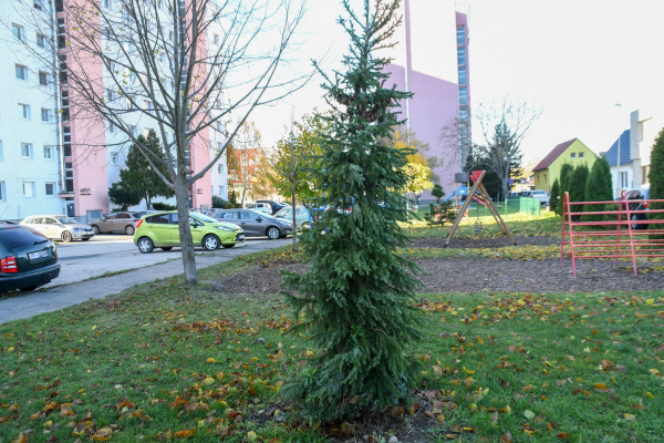 Malý vianočný stromček na sídlisku v Piešťanoch | Zdroj: Mesto Piešťany