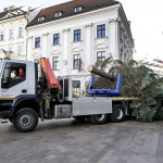 Presun stromu je neľahkou úlohou | Ilustr. foto: TASR, Dano Veselský 