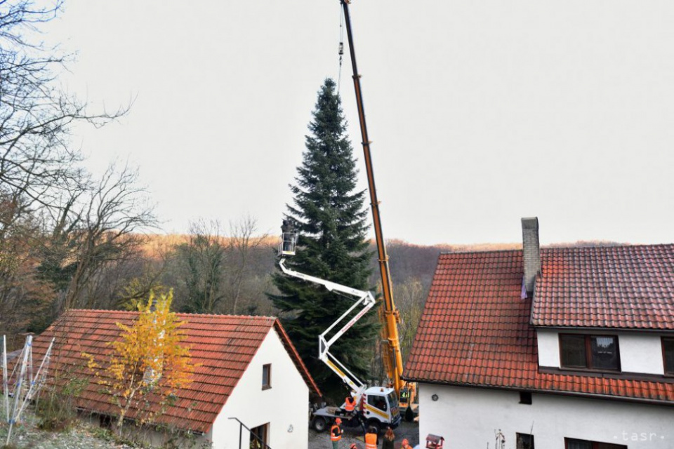 Stromček, ktorý poputoval v minulosti do Bruselu | Foto: TASR, Lukáš Grinaj