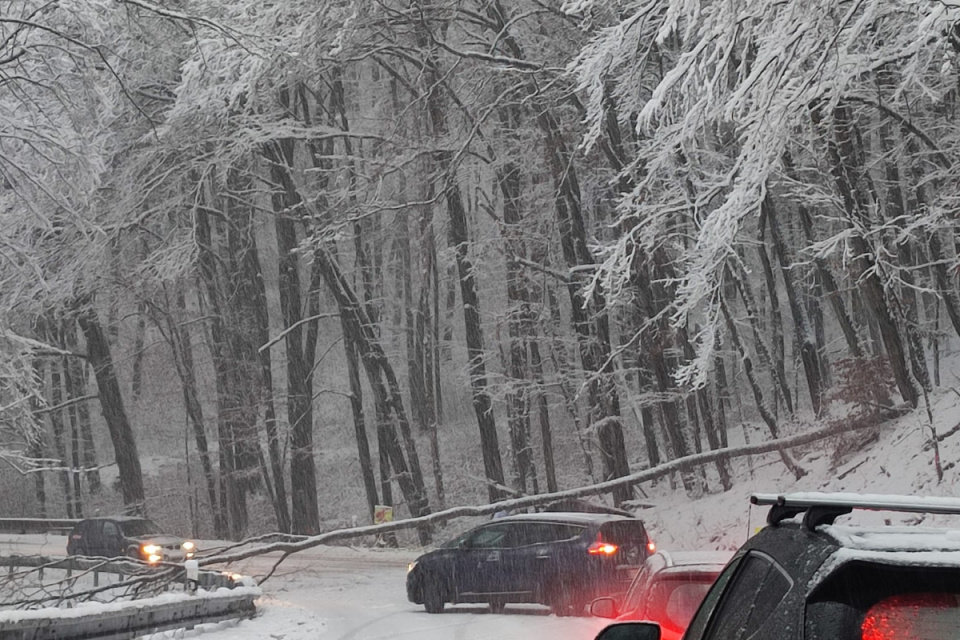 Spadnutý strom paralyzoval aj horský priechod Biela Hora. | Foto: Lusy Vašková, fb